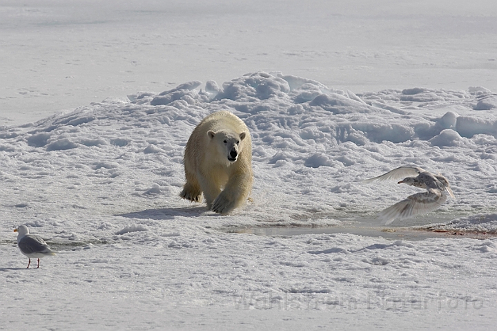 WAH007969.jpg - Isbjørn (Polar Bear), Svalbard