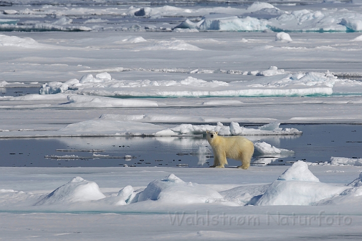 WAH007974.jpg - Isbjørn (polar Bear), Svalbard