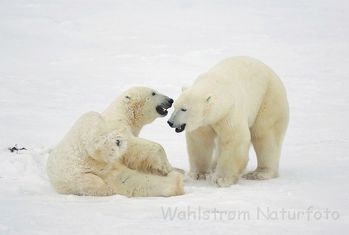 WAH008393.jpg - Isbjørne (Polar Bears)