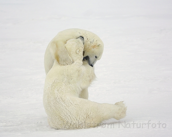 WAH008396.jpg - Isbjørne (Polar Bears)