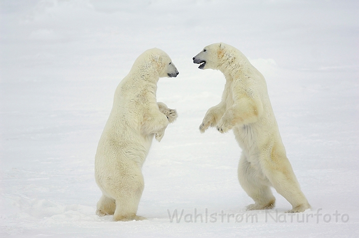 WAH008399.jpg - Isbjørne (Polar Bears)