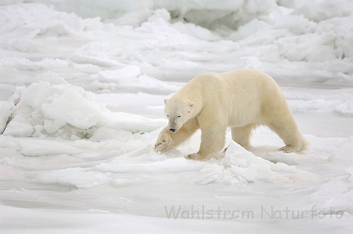 WAH008484.jpg - Isbjørn (Polar Bear)