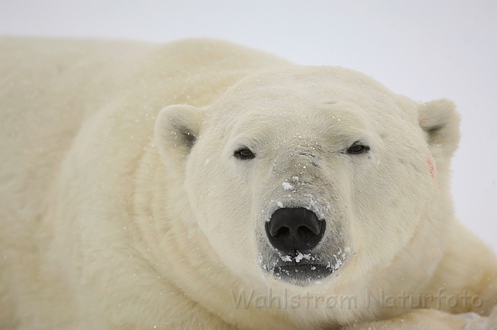 WAH008487.jpg - Isbjørn (Polar Bear)