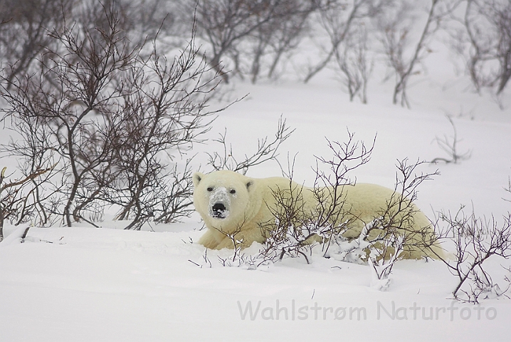 WAH008511.jpg - Isbjørn (Polar Bear)