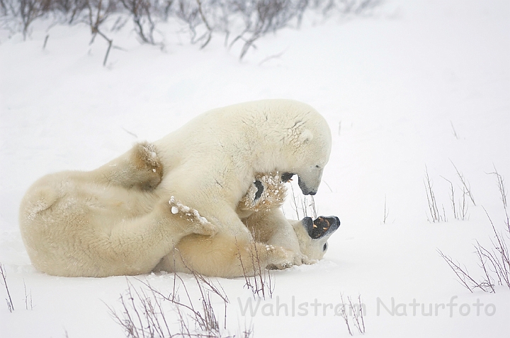 WAH008514.jpg - Isbjørne (Polar Bears)