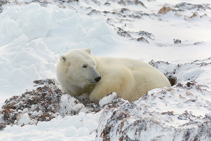 WAH008531.jpg - Isbjørn (Polar Bear)