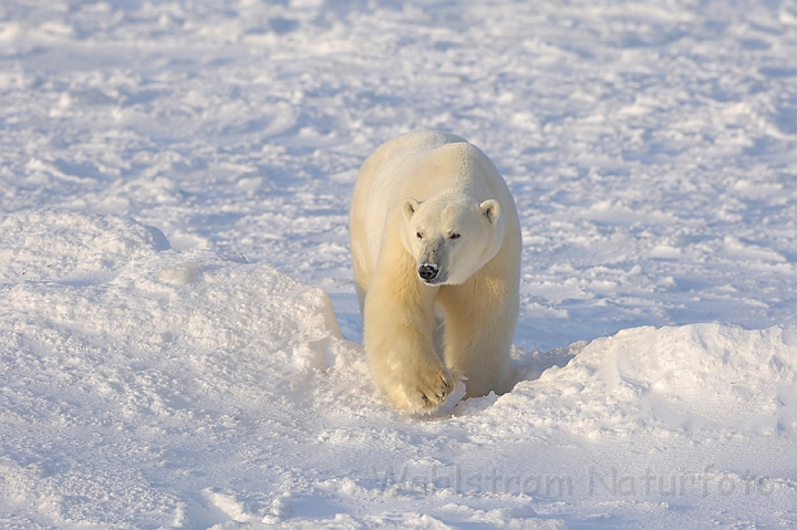 WAH008542.jpg - Isbjørn (Polar Bear)