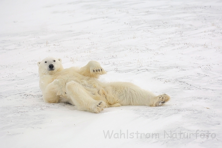 WAH008548.jpg - Isbjørn (Polar Bear)