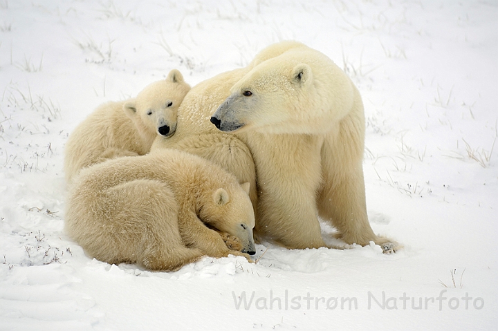 WAH008554.jpg - Isbjørn med unger (Polar Bear with Cubs)