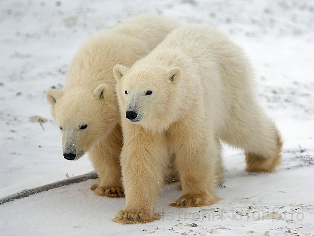 WAH008578.jpg - Isbjørneunger (Polar Bear Cubs)