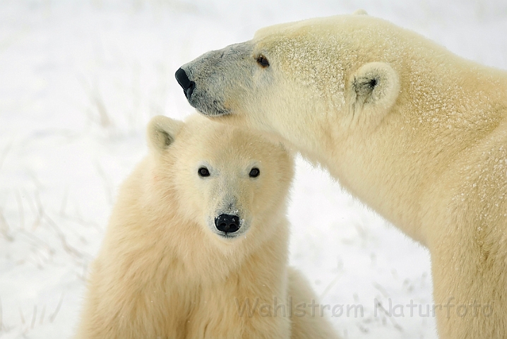 WAH008579.jpg - Isbjørn med unge (Polar Bear with Cub)