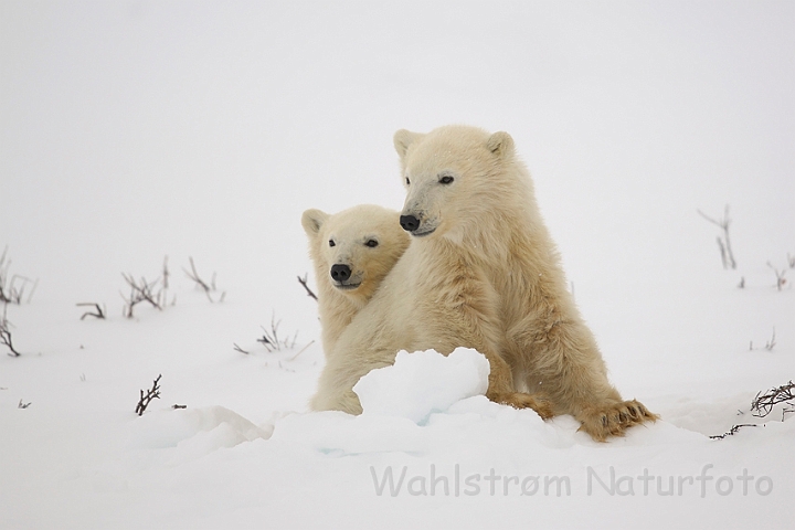 WAH008585.jpg - Isbjørneunger (Polar Bear Cubs)