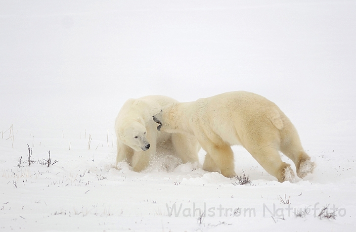 WAH008587.jpg - Isbjørne (Polar Bears)