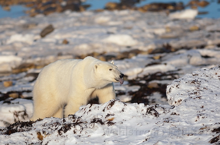 WAH011609.jpg - Isbjørn (Polar Bear), Cape Churchill, Canada