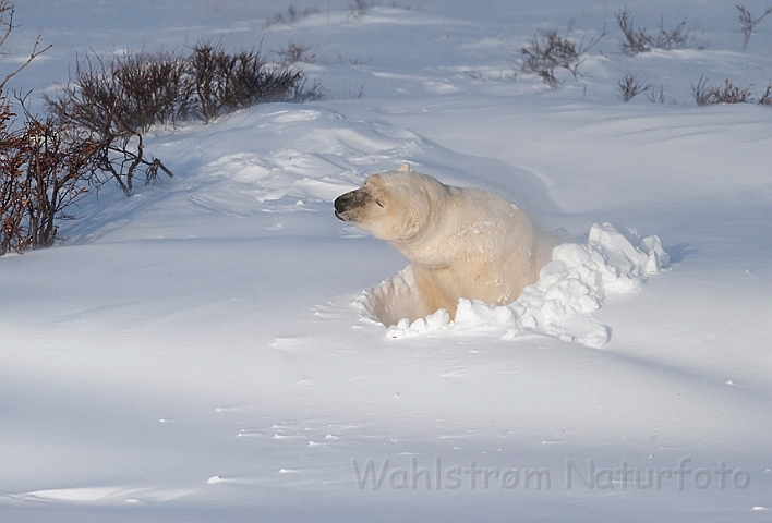 WAH011615.jpg - Isbjørn (Polar Bear), Cape Churchill, Canada