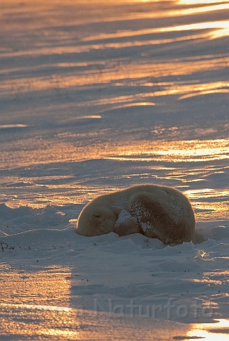 WAH011622.jpg - Isbjørn (Polar Bear), Cape Churchill, Canada