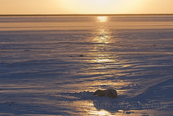 WAH011623.jpg - Isbjørn (Polar bear)