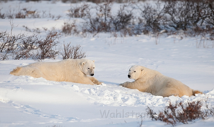 WAH011624.jpg - Isbjørne (Polar Bears), Cape Churchill, Canada