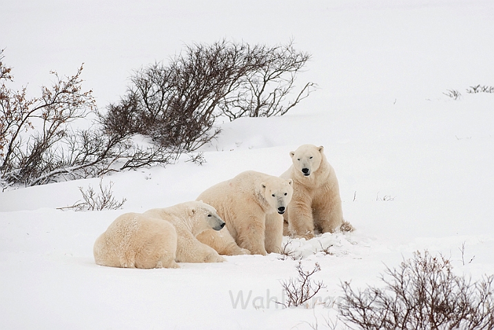 WAH011626.jpg - Isbjørne (Polar Bears), Cape Churchill, Canada