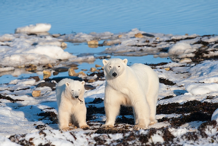 WAH011632.jpg - Isbjørn med unge (Polar Bear and her cub), Cape Churchill, Canada