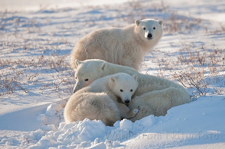 WAH011638.jpg - Isbjørn med unger (Polar Bear and her cubs), Cape Churchill, Canada