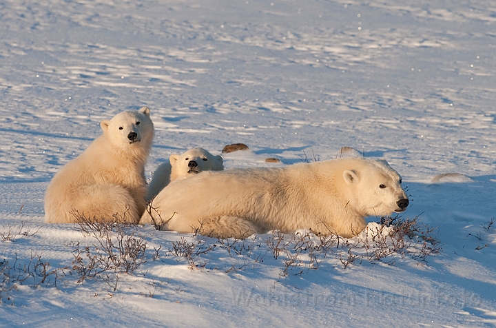 WAH011641.jpg - Isbjørn med unger (Polar Bear and her cubs), Cape Churchill, Canada