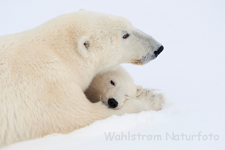 WAH011646.jpg - Isbjørn med unge (Polar Bear and her cub), Cape Churchill, Canada