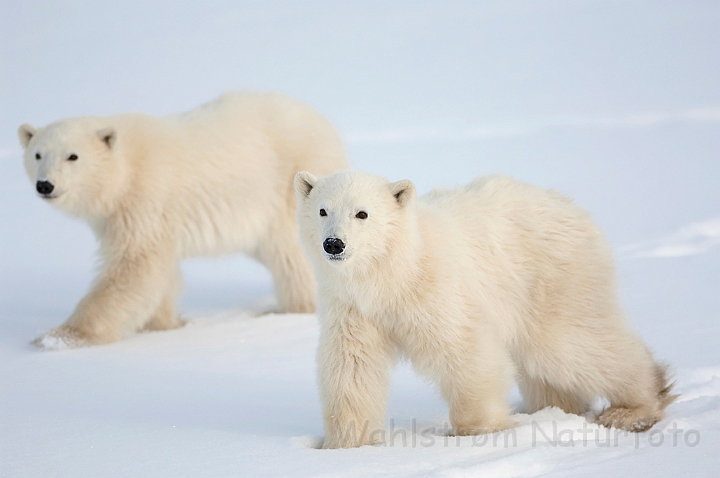 WAH011648.jpg - Isbjørneunger (Polar Bear Cubs), Cape Churchill, Canada