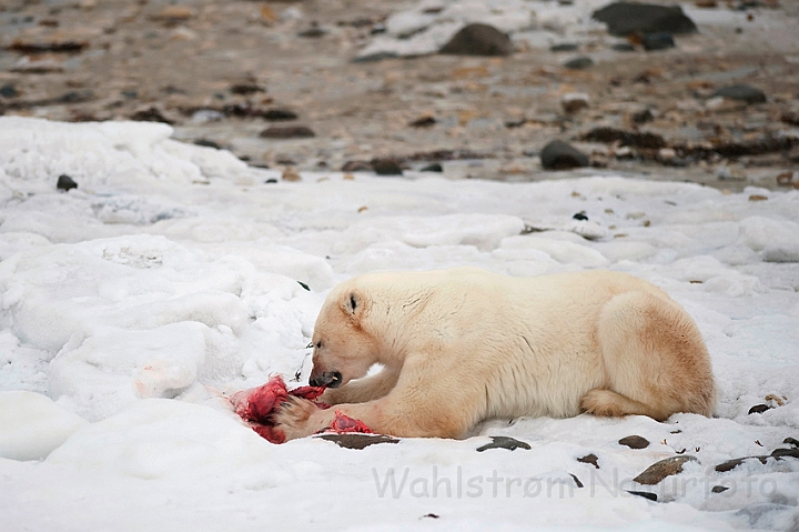 WAH011654.jpg - Isbjørn med bytte (Polar Bear with Prey), Cape Churchill, Canada