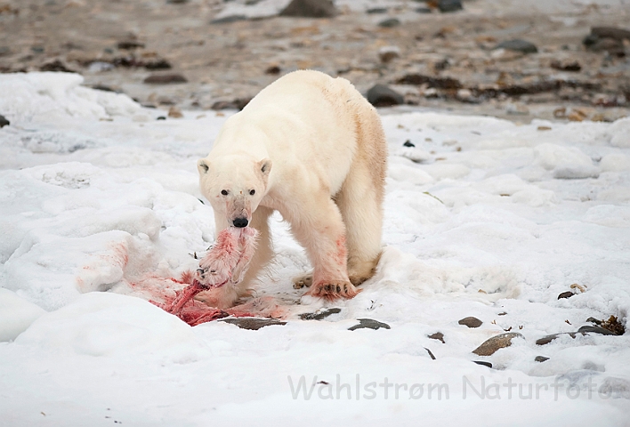 WAH011659.jpg - Isbjørn (Polar Bear), Cape Churchill, Canada