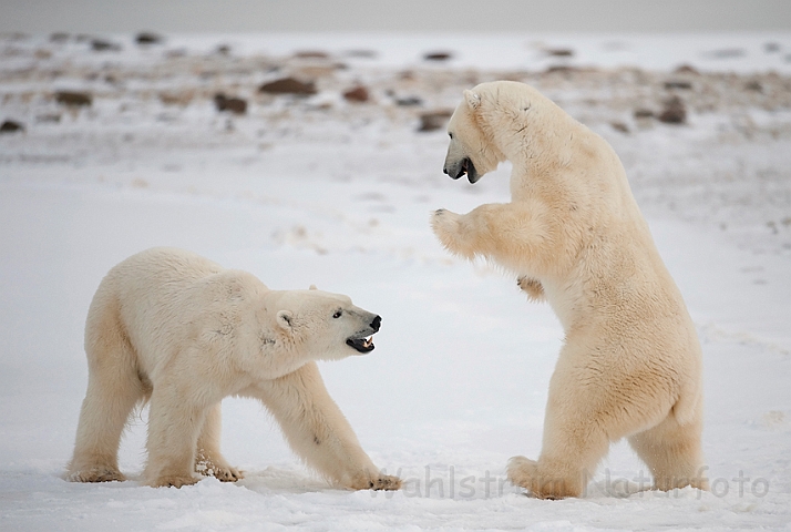 WAH011673.jpg - Isbjørne, der prøver kræfter (Sparring Polar Bears), Cape Churchill, Canada