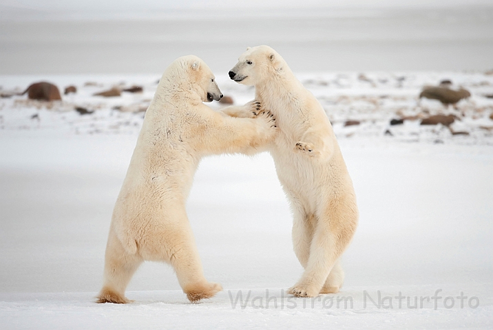 WAH011674.jpg - Isbjørne (Polar Bears), Cape Churchill, Canada