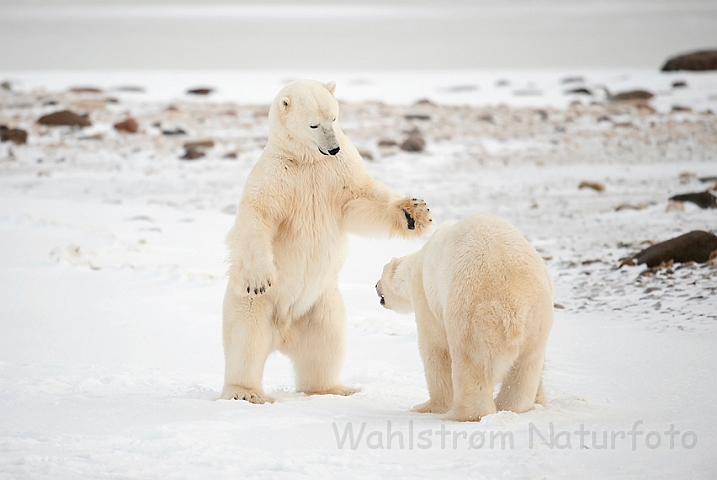 WAH011676.jpg - Isbjørne, der prøver kræfter (Sparring Polar Bears), Cape Churchill, Canada