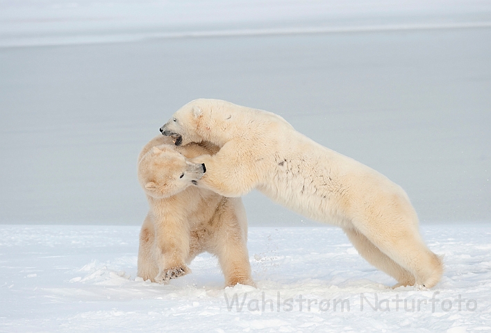 WAH011680.jpg - Isbjørne (Polar Bears), Cape Churchill, Canada