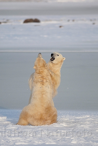 WAH011682.jpg - Isbjørne, der prøver kræfter (Sparring Polar Bears), Cape Churchill, Canada