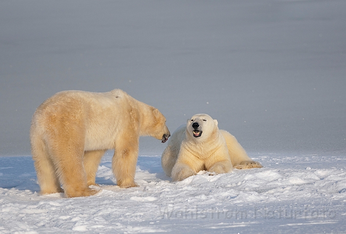 WAH011683.jpg - Isbjørne (Polar Bears), Cape Churchill, Canada