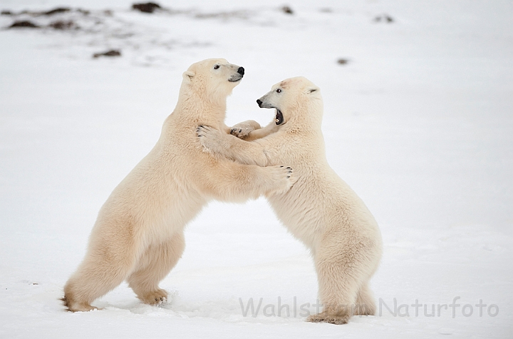 WAH011684.jpg - Isbjørne, der prøver kræfter (Sparring Polar Bears), Cape Churchill, Canada