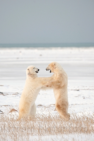 WAH011689.jpg - Isbjørne, der slås (Sparring Polar Bears), Cape Churchill, Canada