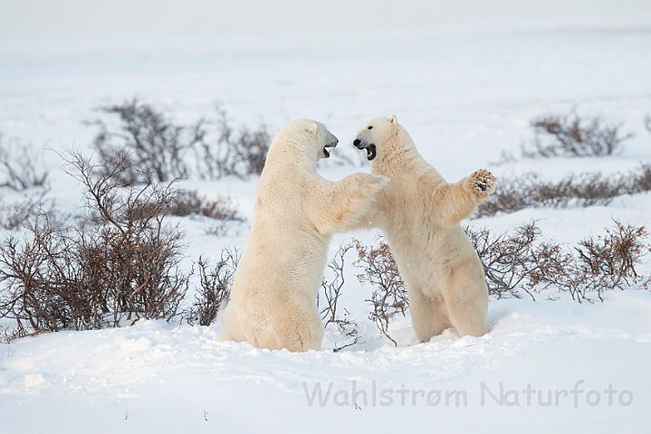 WAH011690.jpg - Isbjørne, der slås (Sparring Polar Bears), Cape Churchill, Canada