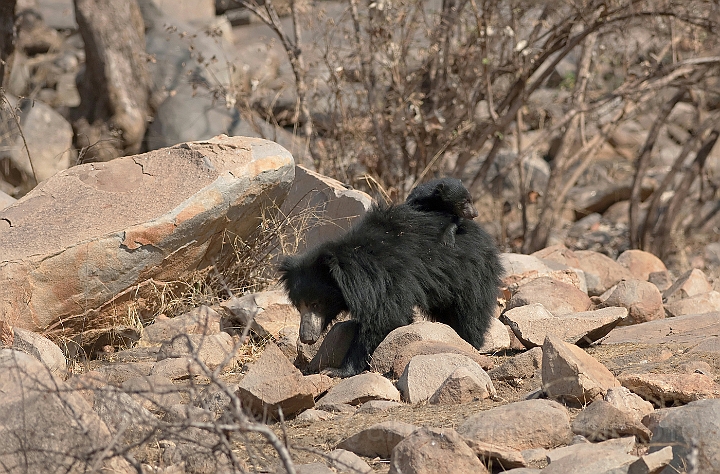 WAH016603.jpg - Læbebjørn med unge (Sloth bear with Cub)