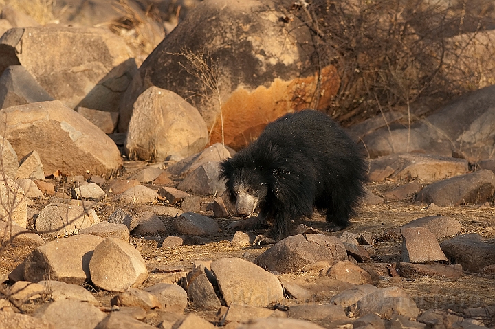 WAH016687.jpg - Læbebjørn (Sloth Bear)