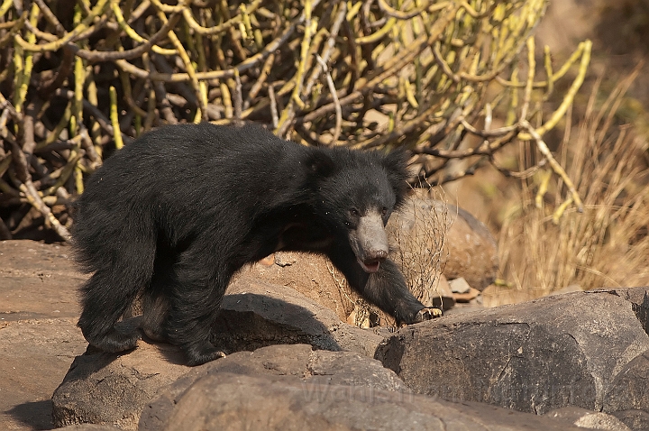 WAH016740.jpg - Læbebjørneunge (Sloth bear Cub)