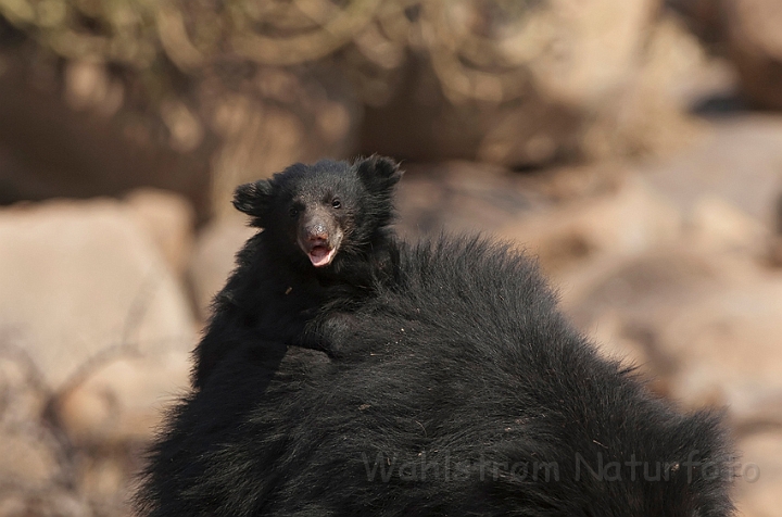 WAH016946.jpg - Læbebjørneunge (Sloth bear Cub)