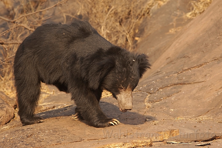 WAH016987.jpg - Læbebjørn (Sloth Bear)