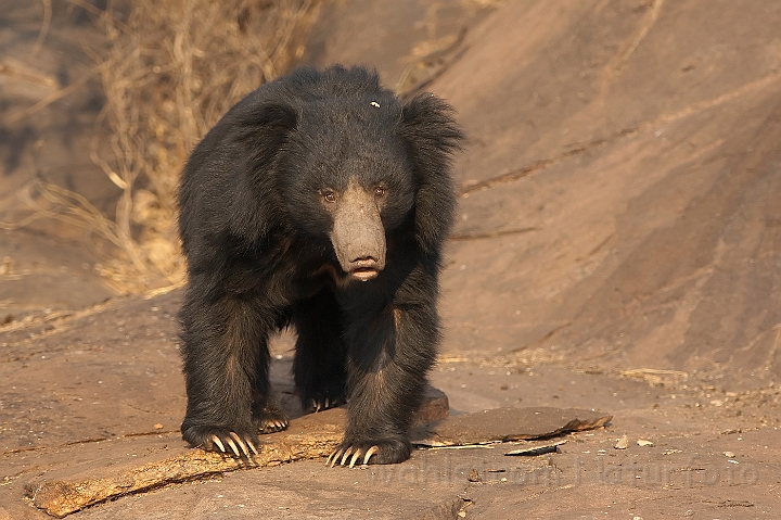 WAH016990.jpg - Læbebjørn (Sloth Bear)