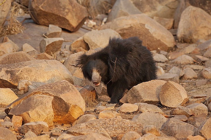 WAH017003.jpg - Læbebjørn med unge (Sloth bear with Cub)