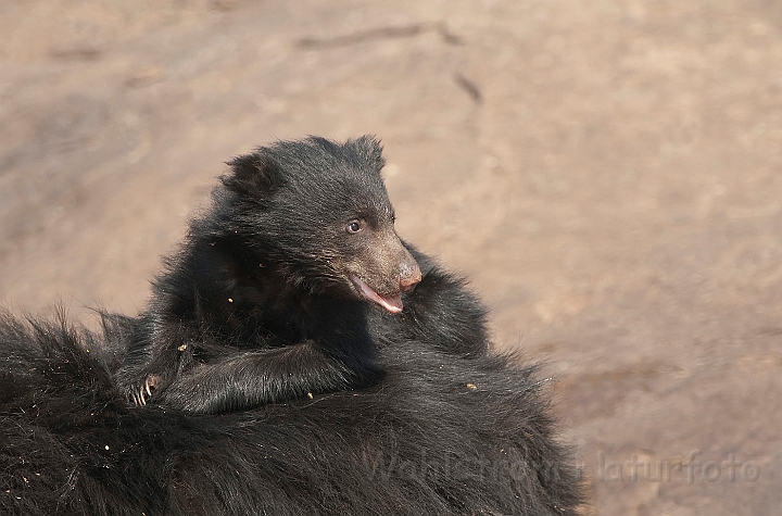 WAH017037.jpg - Læbebjørneunge (Sloth bear Cub)