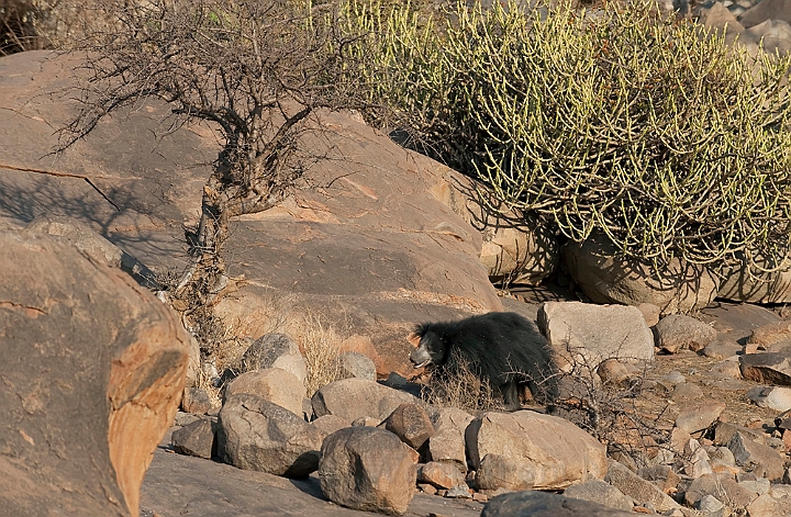 WAH017074.jpg - Læbebjørn (Sloth Bear)