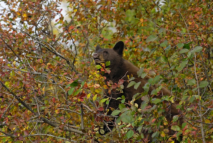 WAH004439.jpg - Sortbjørneunge (Black Bear Cub)