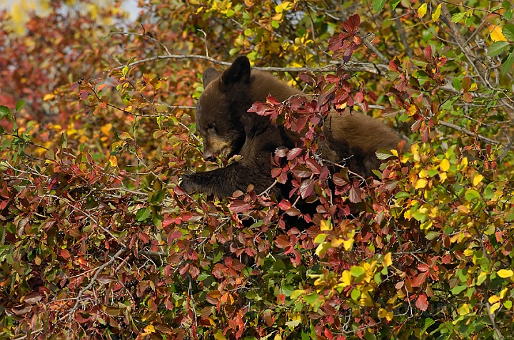 WAH004442.jpg - Sortbjørneunge (Black Bear Cub)